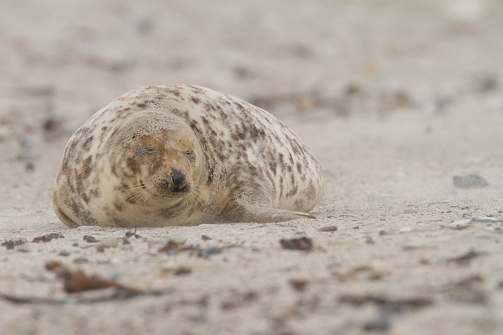 Kegelrobbe Halichoerus grypus